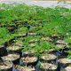 ucsm-dono-500-plantones-para-reforestar-la-zona-de-apipa-ready
