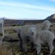 ucsm-creara-tecnologia-para-la-obtencion-de-fibra-especial-de-alpacas
